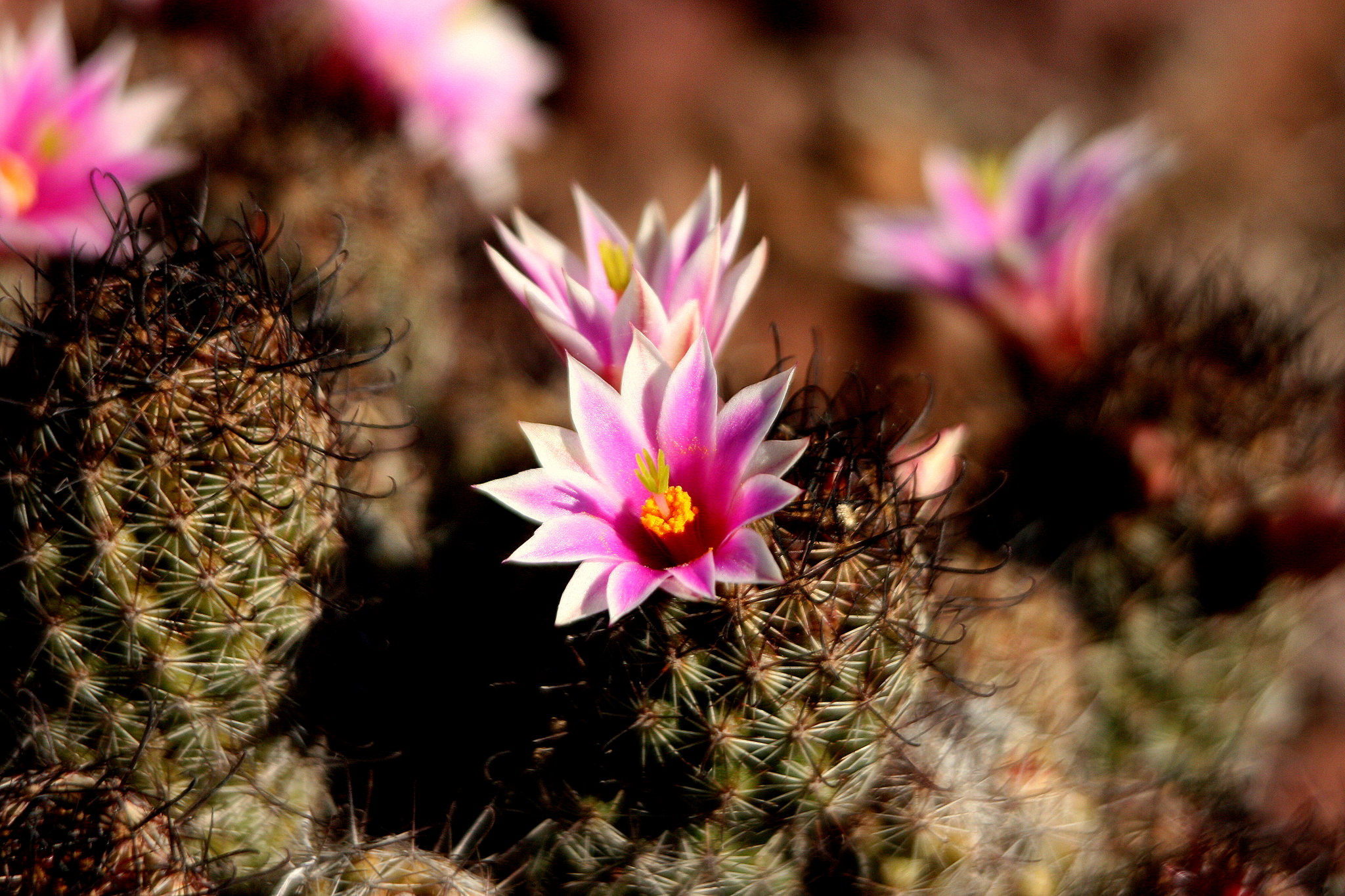 Mammillaria mazatlanensis ssp. patonii